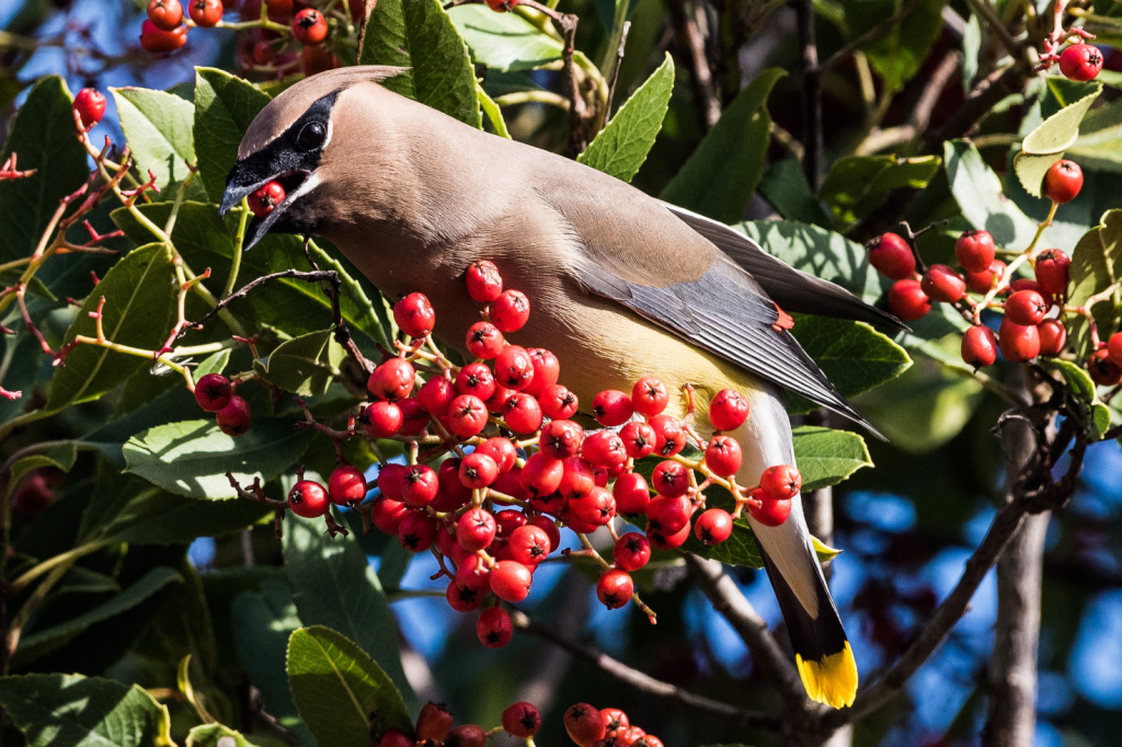 Cedar Waxwing eating a Toyon Berry