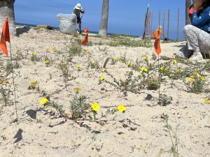 Oceanfront Walk Dune Restoration