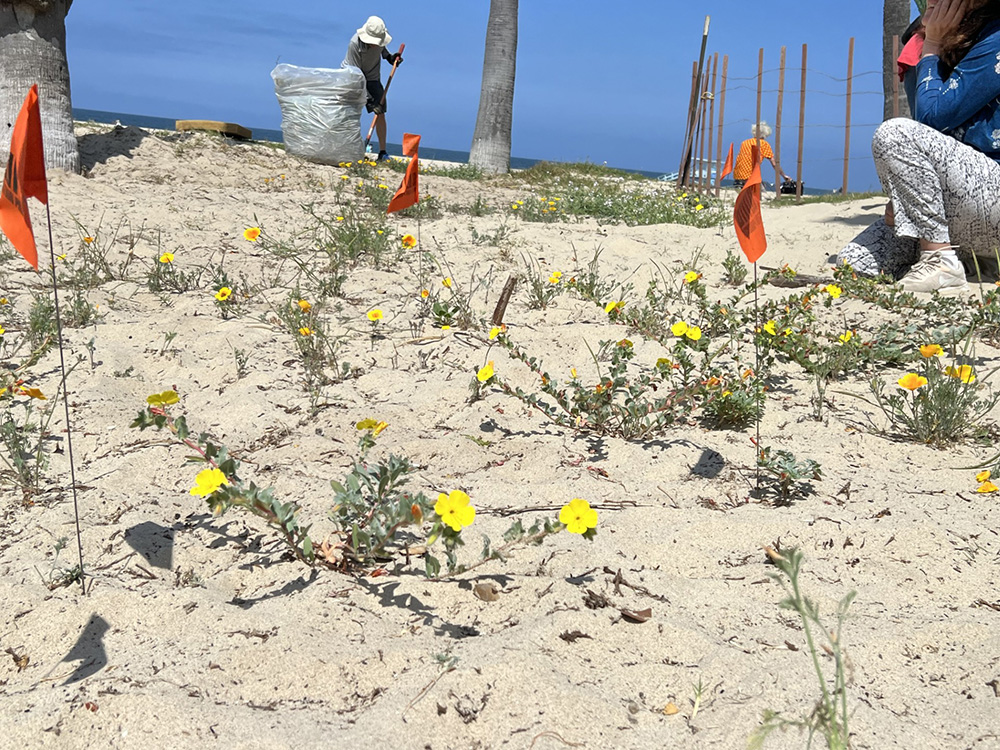 Oceanfront Walk Dune Restoration
