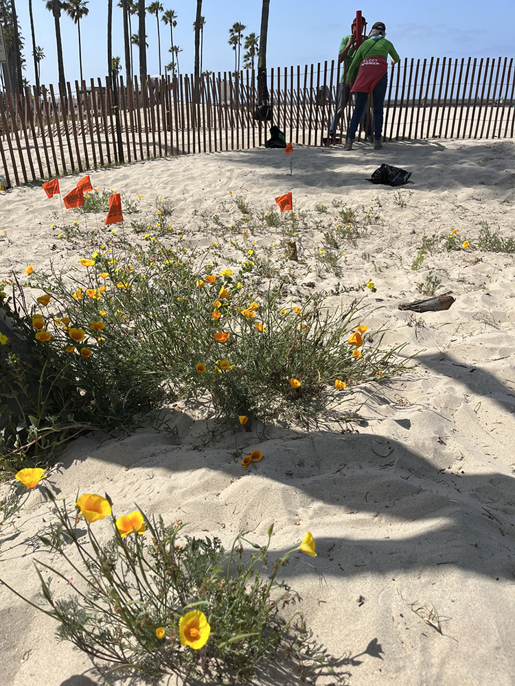 Oceanfront Walk Dune Restoration