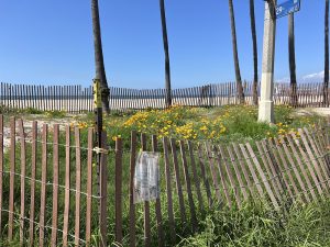 Oceanfront Walk Dune Restoration