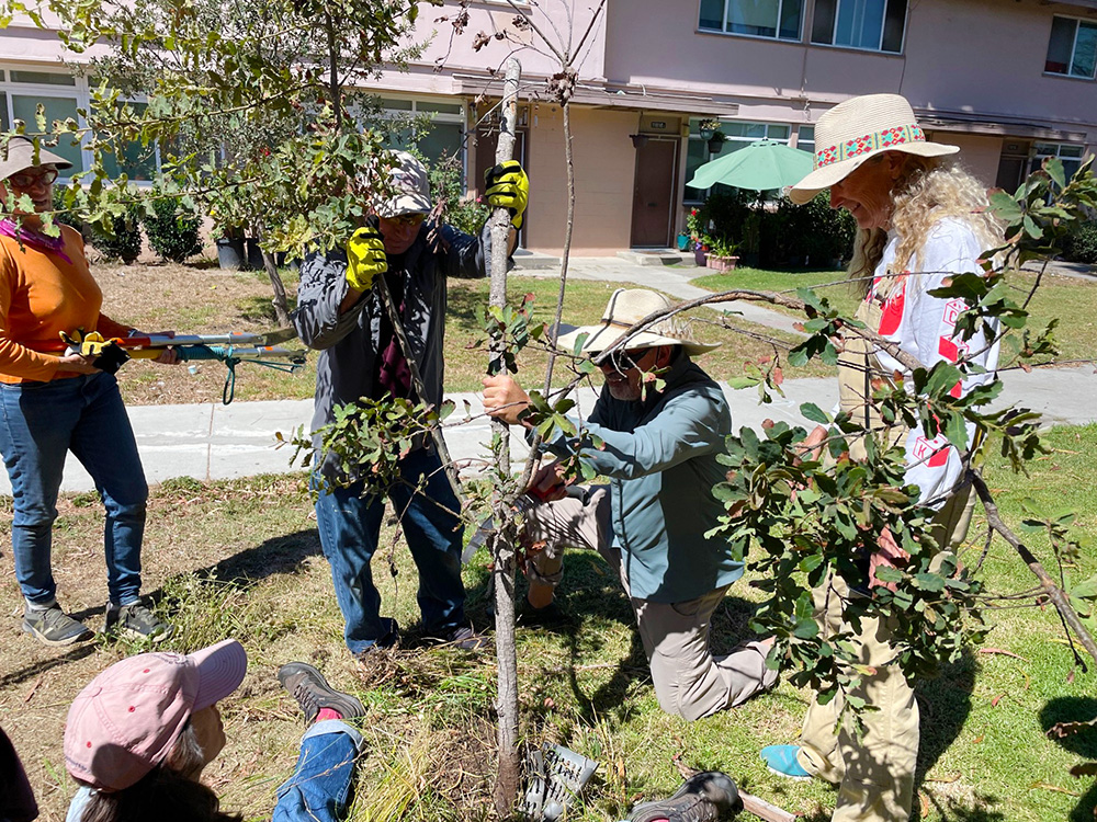 Mar Vista Gardens