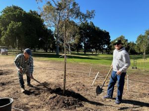 Penmar Golf Course Oak Woodland