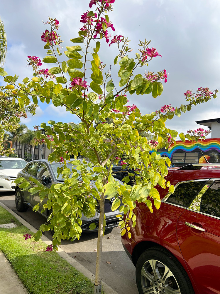 Street Trees