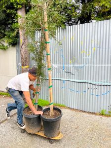 Street Trees