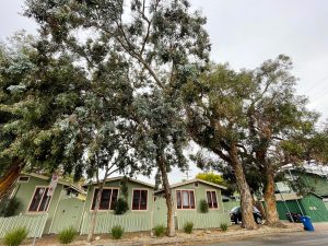 Tree Walk