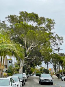 Tree Walk