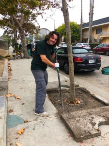 Venice Blvd Trees Rescue and Median Oak Trees