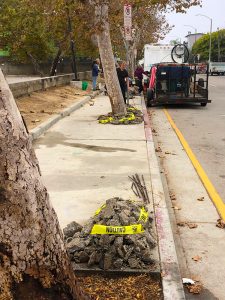 Venice Blvd Trees Rescue and Median Oak Trees