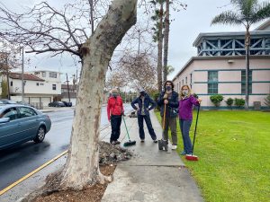 Venice Blvd Trees Rescue and Median Oak Trees