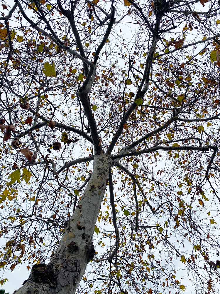  Venice Blvd Trees Rescue and Median Oak Trees