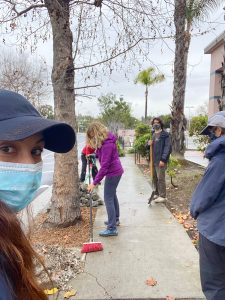 Venice Blvd Trees Rescue and Median Oak Trees