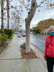 Venice Blvd Trees Rescue and Median Oak Trees