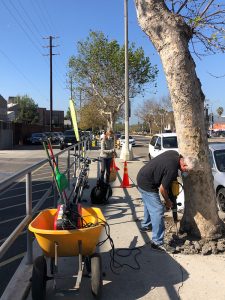 Venice Blvd Trees Rescue and Median Oak Trees