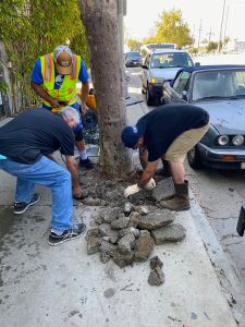 Venice Blvd Trees Rescue and Median Oak Trees