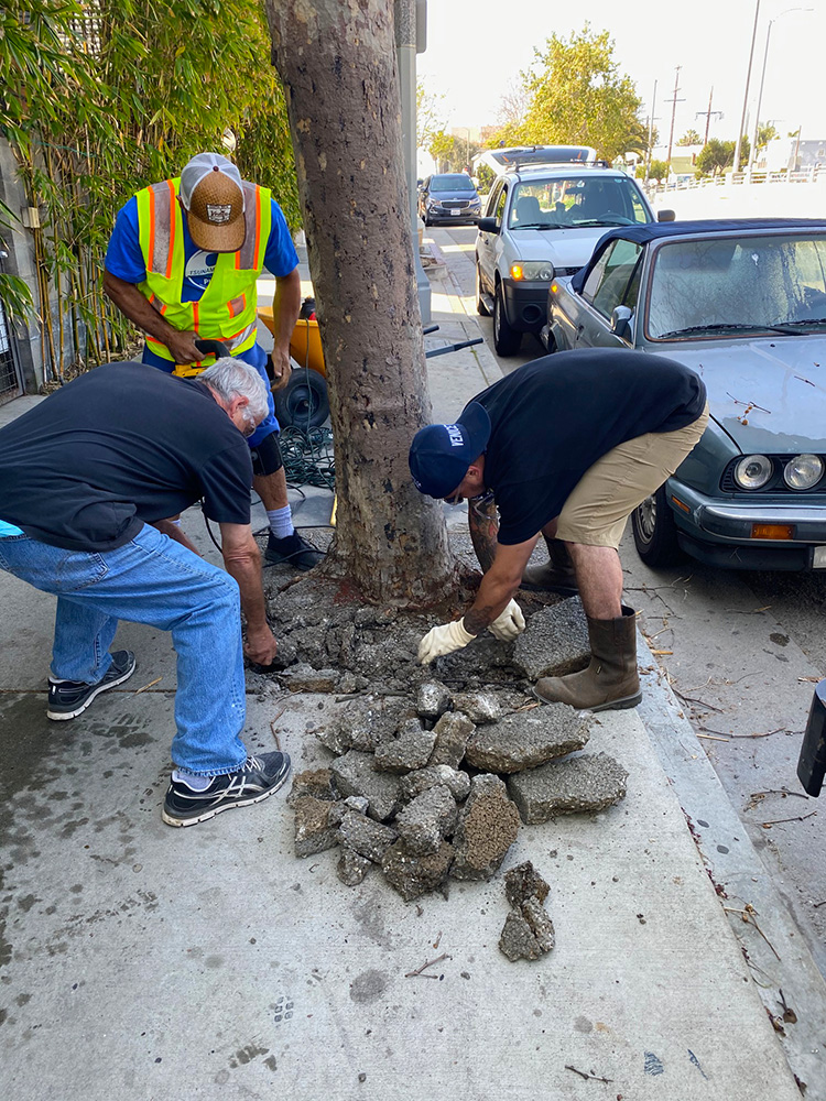 Venice Blvd Trees Rescue and Median Oak Trees