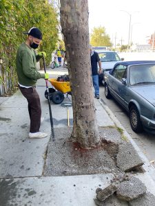 Venice Blvd Trees Rescue and Median Oak Trees