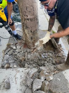 Venice Blvd Trees Rescue and Median Oak Trees