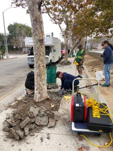 Venice Blvd Trees Rescue and Median Oak Trees