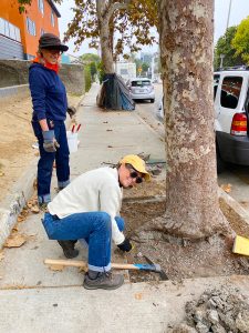 Venice Blvd Trees Rescue and Median Oak Trees