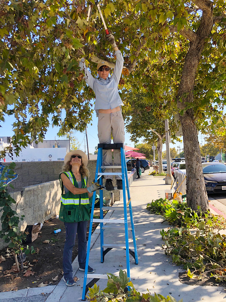 Venice Blvd Trees Rescue and Median Oak Trees