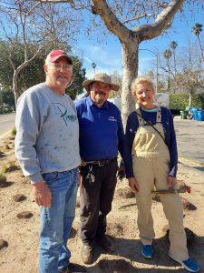 Venice Blvd Trees Rescue and Median Oak Trees