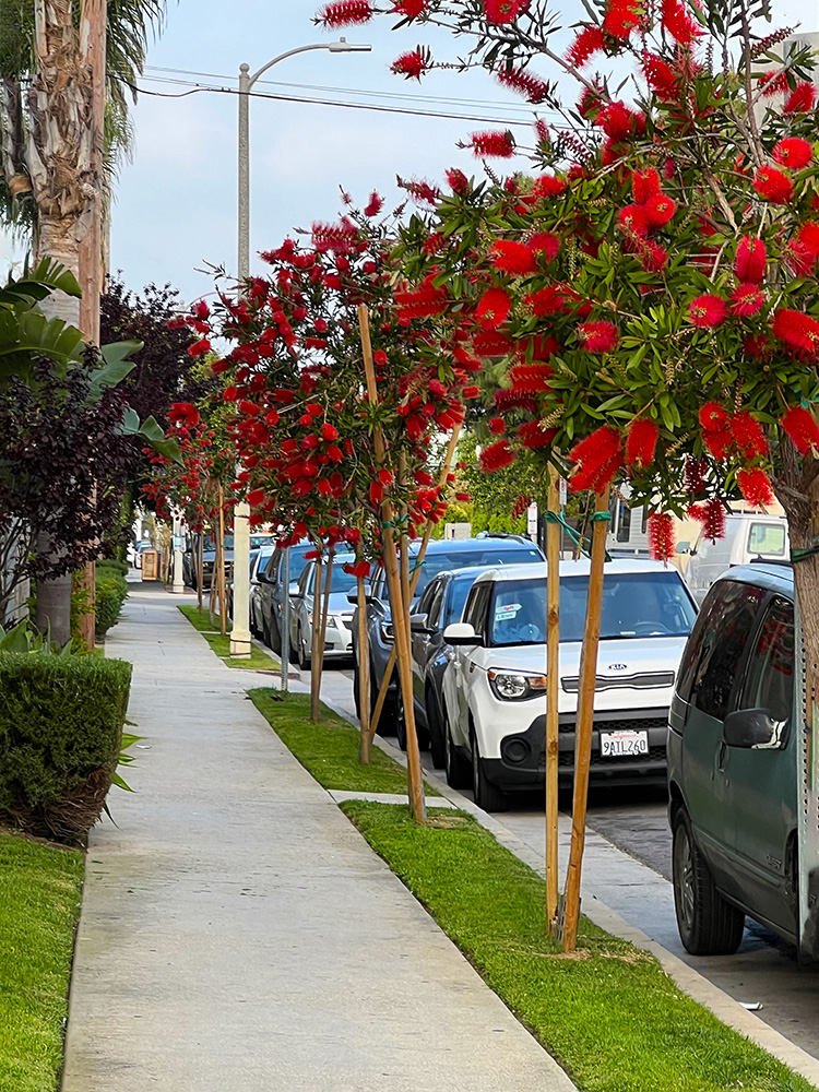 Street Trees