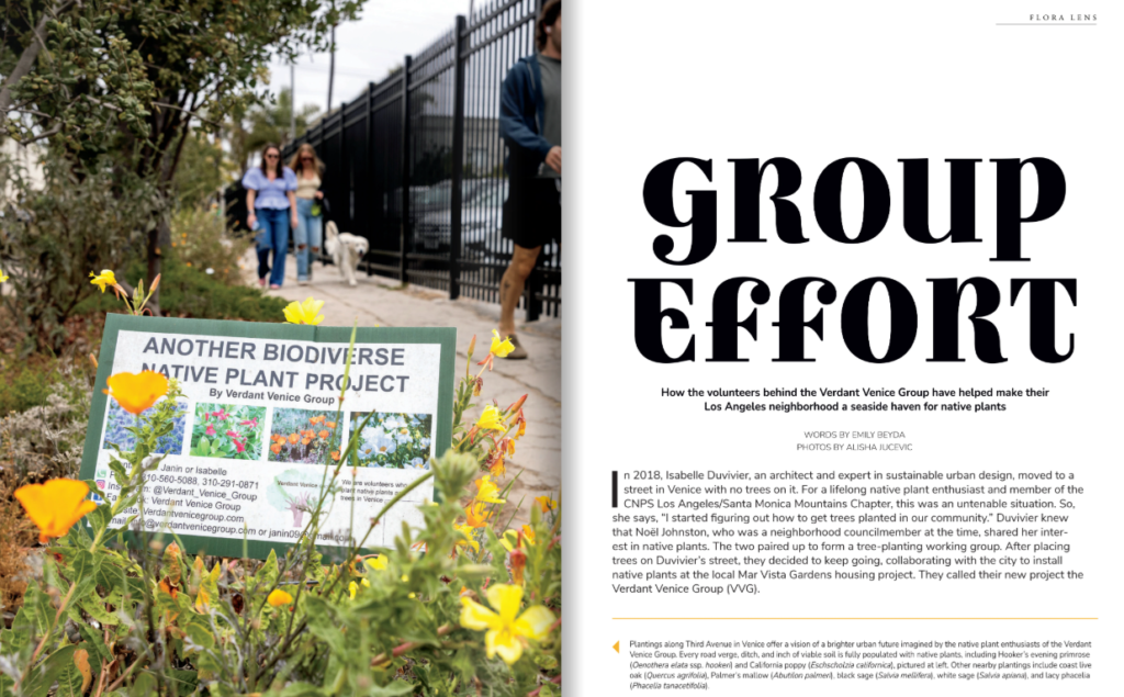 https://publications.cnps.org/books/Flora-Summer-2026-flipbook/?fbclid=IwY2xjawTrOH9wZG9mBWV4dG4DYWVtAjExAHNydGMGYXBwX2lkEDIyMjAzOTE3ODgyMDA4OTIAAR6vSuhHQk0yhJv37Dtr9Kv9bm-s49-nVnQvoDdzT_2S7B06E0mA-U2o5GpX9g_aem_Rd5YKu-4G7kshphznoJp5w#p=39